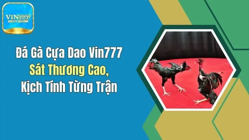 Đá Gà Cựa Dao Vin777: Sát Thương Cao, Kịch Tính Từng Trận